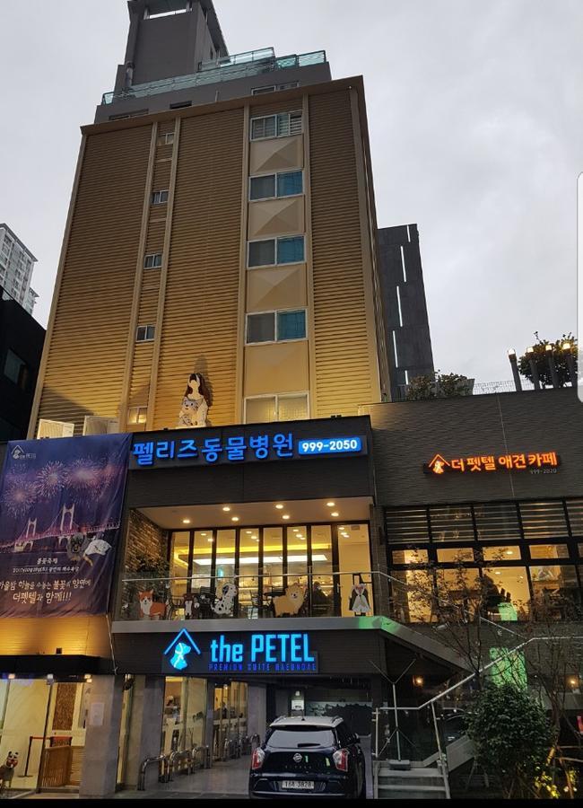 The Petel Premium Suite Μπουσάν Εξωτερικό φωτογραφία
